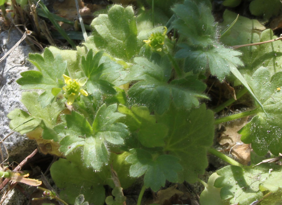 Ranunculus cfr. parviflorus L.